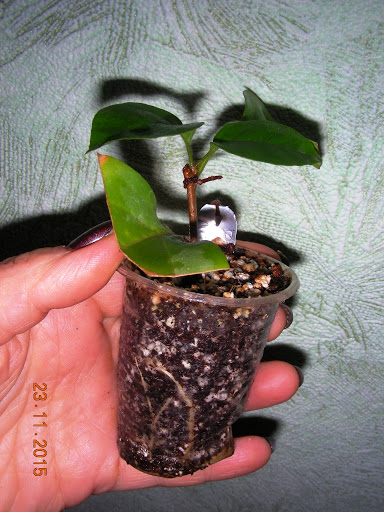 DSCN6741.jpg