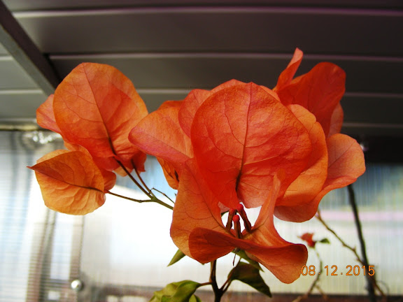 DSCN6806.jpg