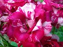 DSCN6852_1.webp