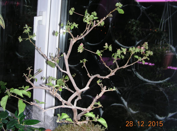 DSCN6947.jpg