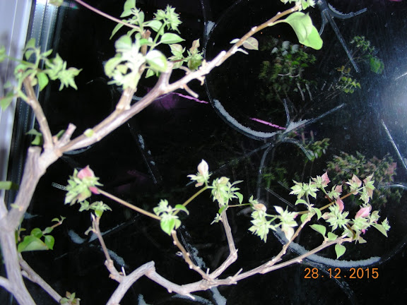 DSCN6948.jpg