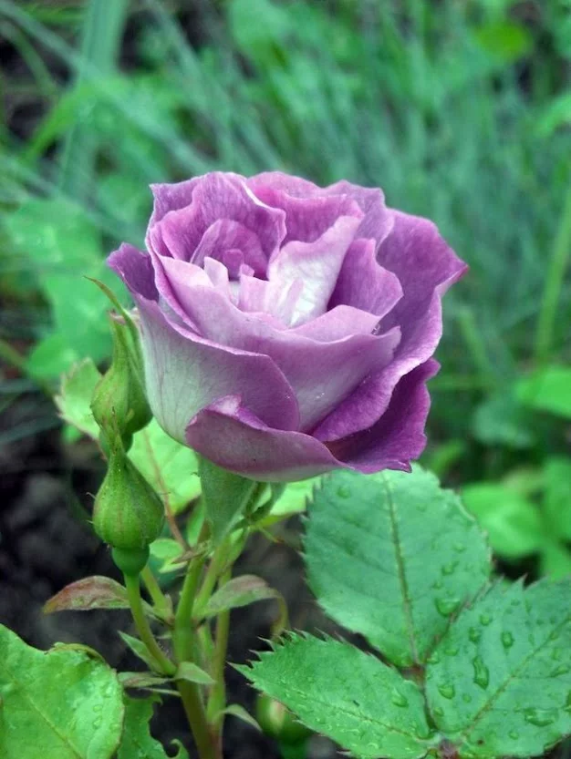 DSCN8613.webp