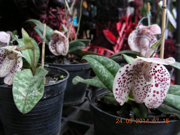 DSCN8753.jpg