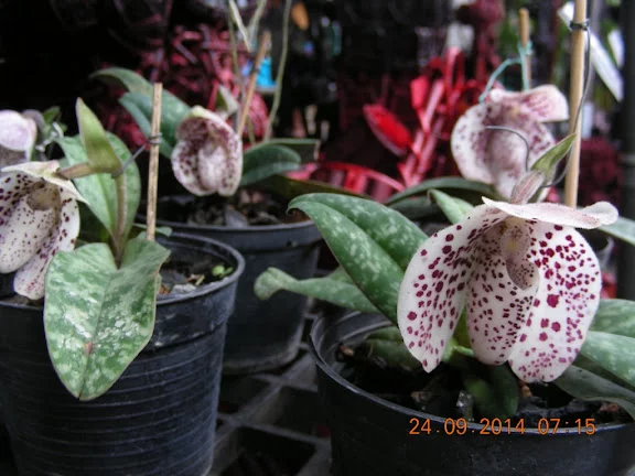 DSCN8753.webp