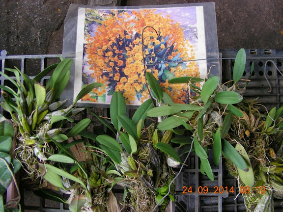 DSCN8851.jpg