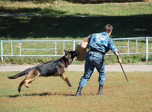 Dse_0621.webp