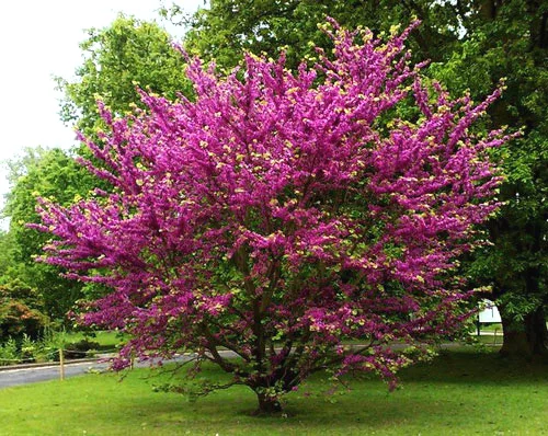 dskij-Pink-Pom-Poms-Cercis-Sanadensis-Pink-Pom-Pom.webp