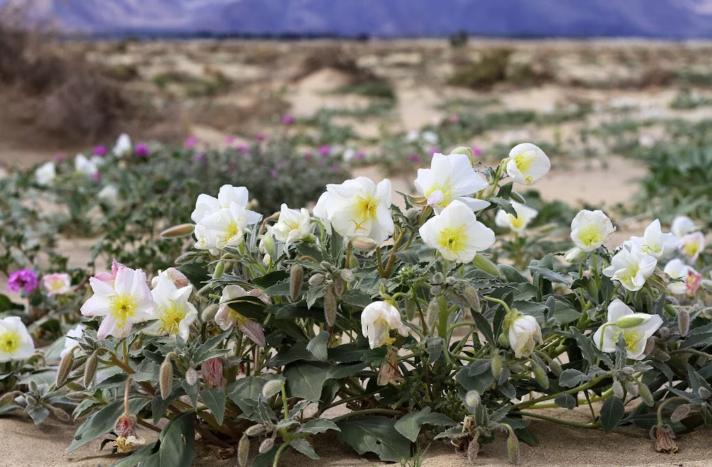 dune-evening-primrose.webp