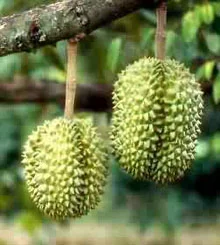 durian.webp