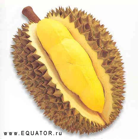 durian03.webp