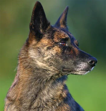 dutch-shepherd.webp