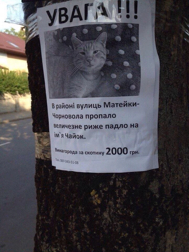 DvuPJkj_n68.webp