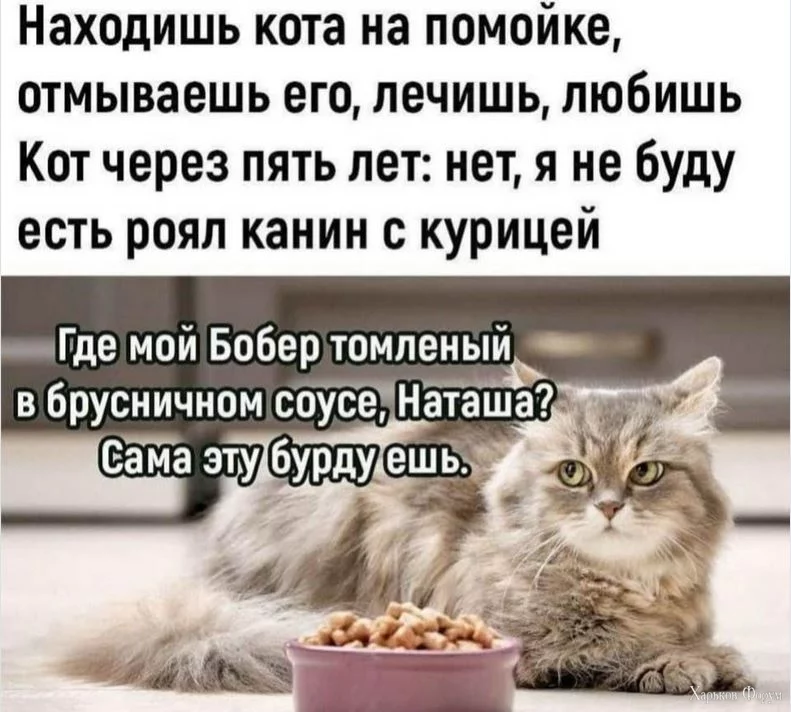 dwed.webp