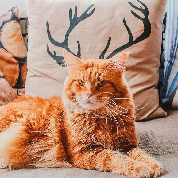 e-zdjecia-kotow-kristina-makeeva-zdjecie-6-580x580.webp