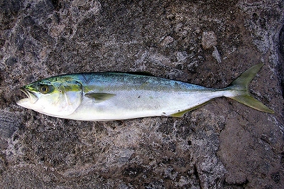 e0163079_14501189.jpg
