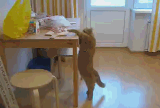 e077f9d977cb8f440715f9.gif