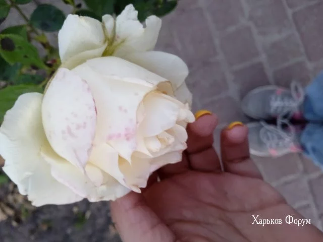 e1080b7ab97f0f9eb2304bf7.webp