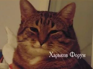 e1369df663bf5168fda.webp