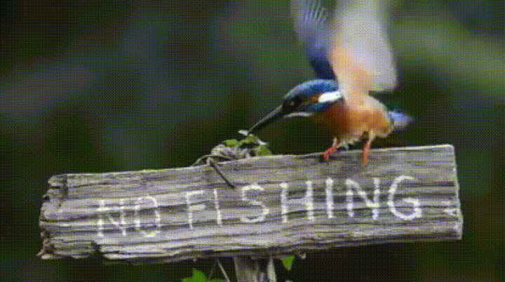 e1d5f3d5eb74f5774.gif