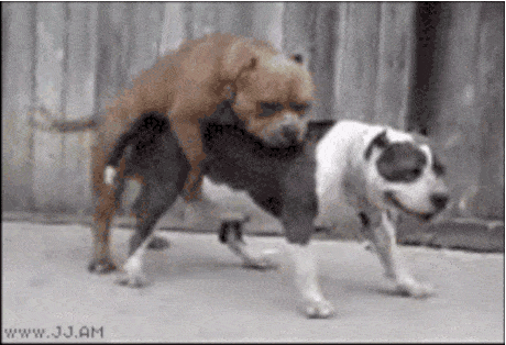 e1hbcf.gif