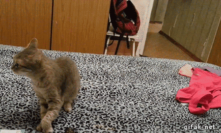 e221e5b1-c9af-48ea-8e1a-6da911456eb1.gif
