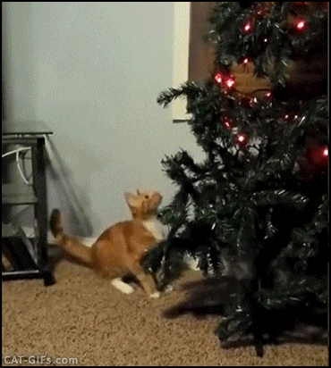 e23ed80b6b8ab5d31.gif