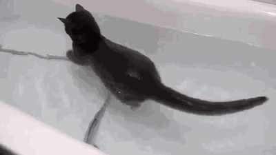 e2b0ac0561d106695267cc7934d3e4b0.gif