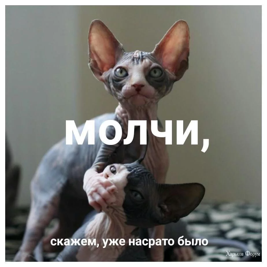 e320c9a36a596d53d.webp