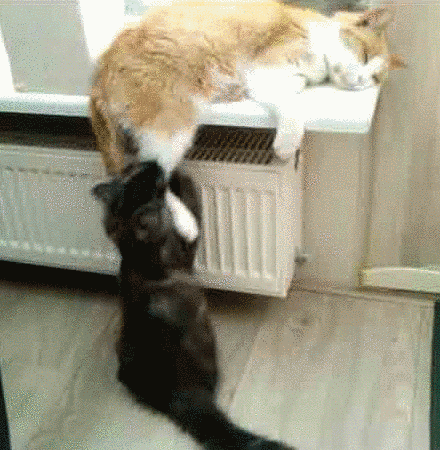 e3a62ecf0311e618a39.gif