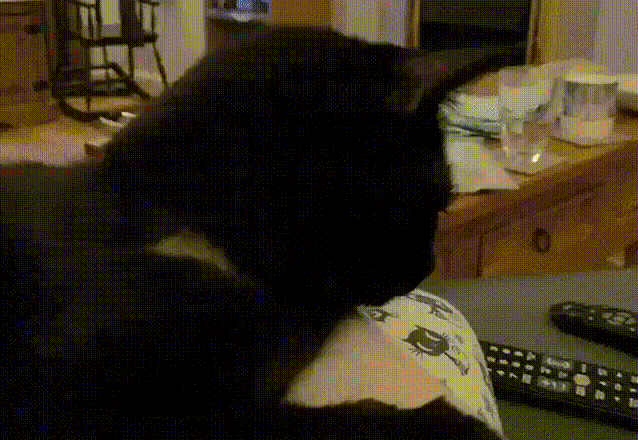 e3b73a461f843054f194.gif