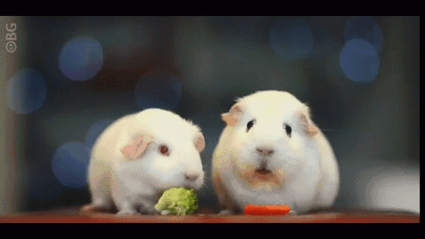 e3c881d31525d8cd312c92e4.gif