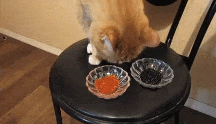 e40f5ea073b700461d72.gif