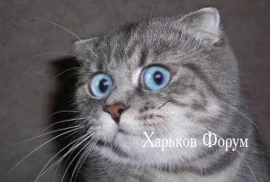 e41300982bb298f4778.webp