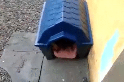 e4634f34d220a5a375bbd161193f18b1.gif