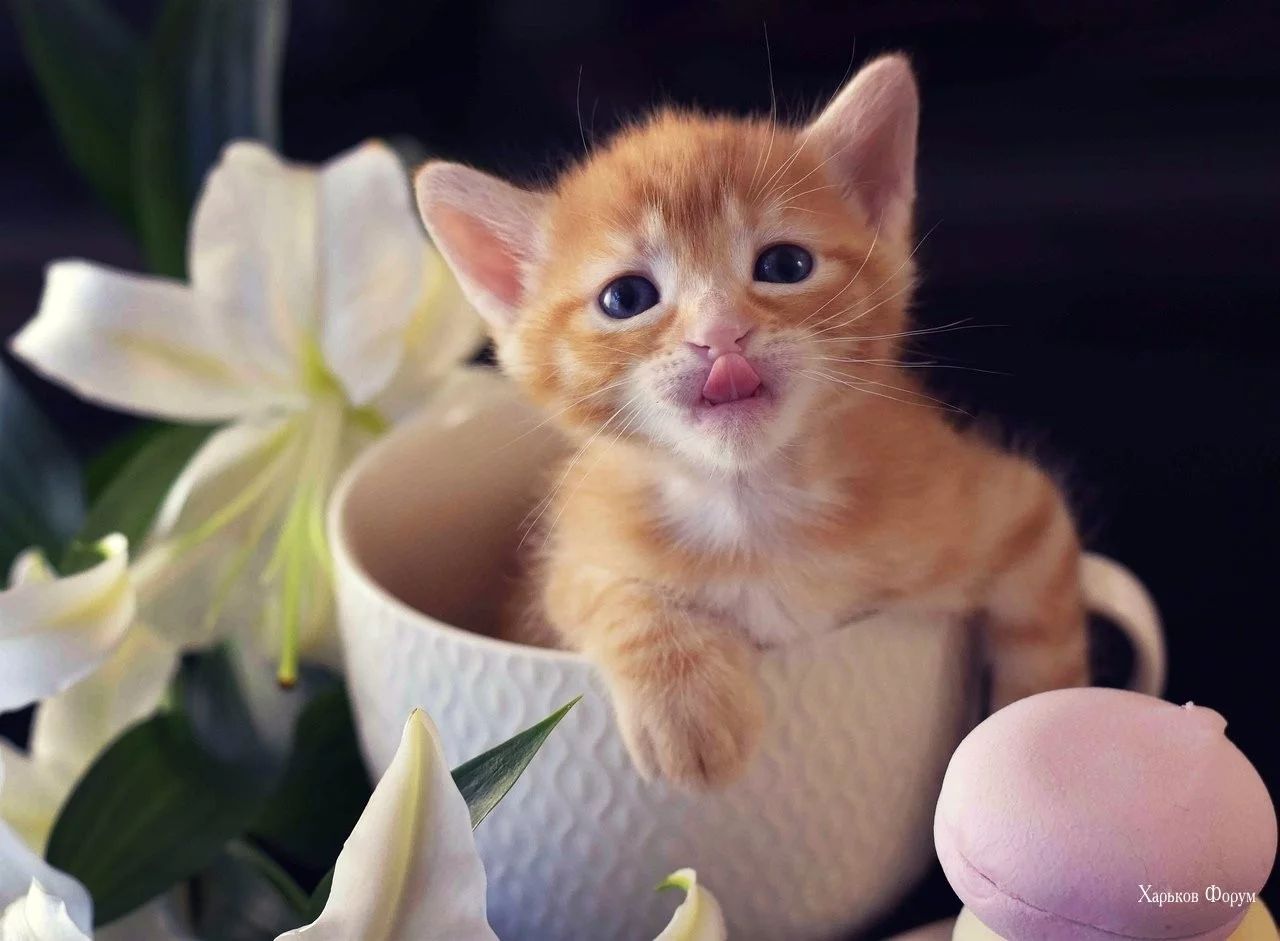 e4af3589bd1f601ec.webp