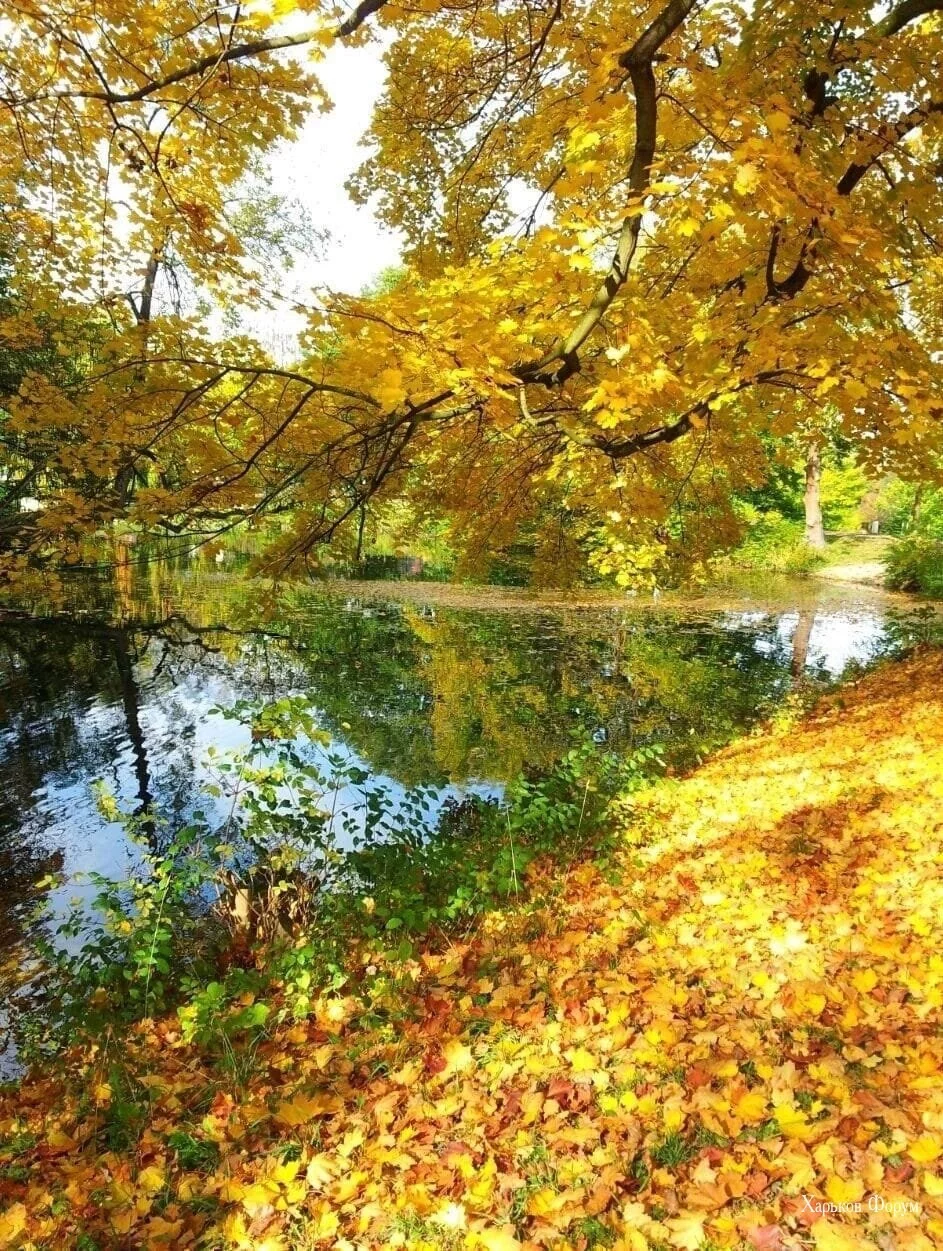 e4b21509ffccd4141f36.webp