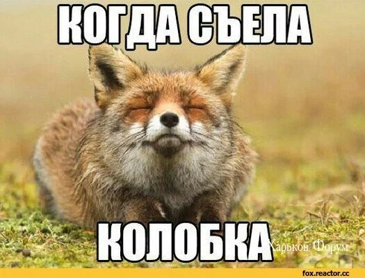 e4c4ce341fddbfe113bb964.webp