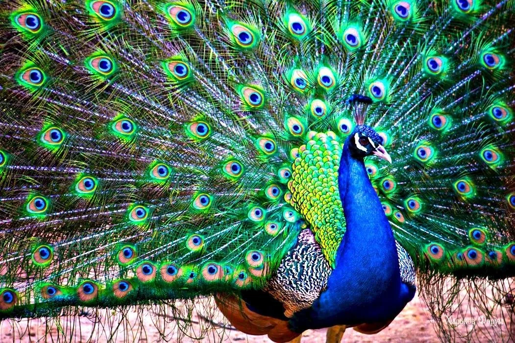e4ce2e8584b89c39387.webp