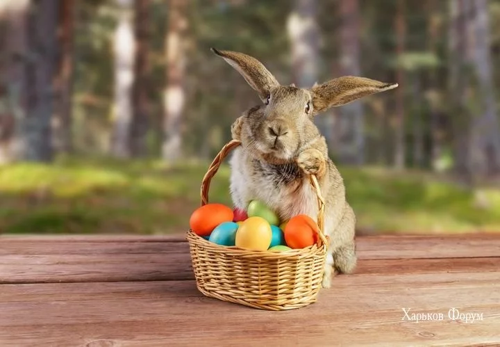 e51f6c0f52c34315.webp