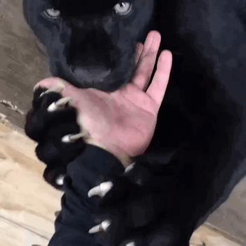 e53b8c473b686178197.gif