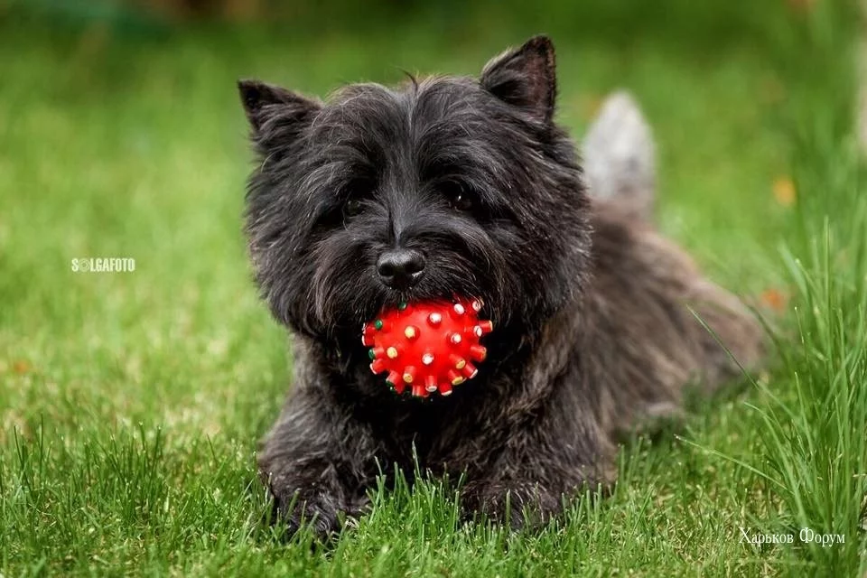 e5740fdd40ef6eb74.webp