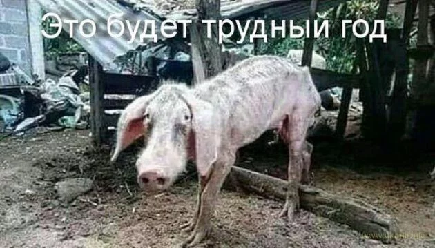 e5dbad.webp