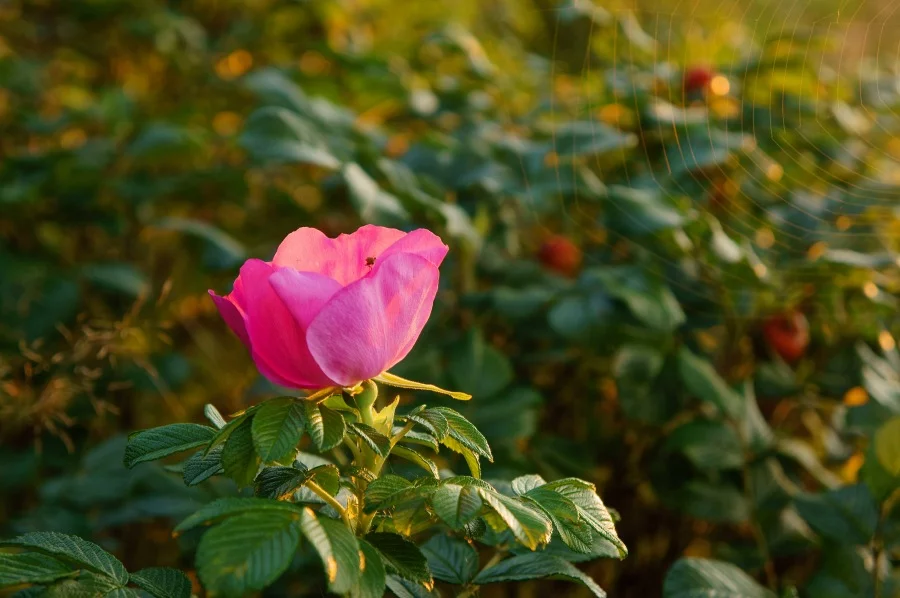 e5gjha.webp