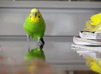 e64ff45cdbd3733d569e5.gif