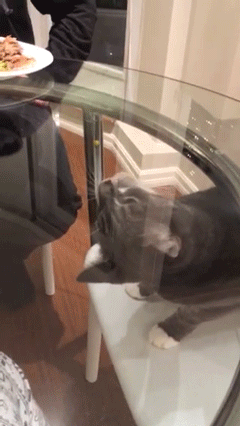 e68341db4ddade430949d9d.gif