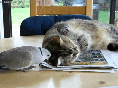 e6ba350240968800cee08225.gif