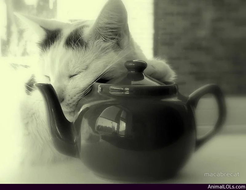 e6fhbh.webp