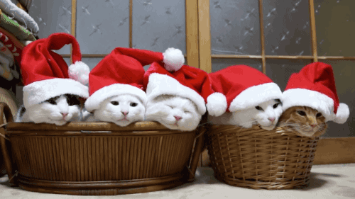 e72e82ecd4159cff9579d6e.gif