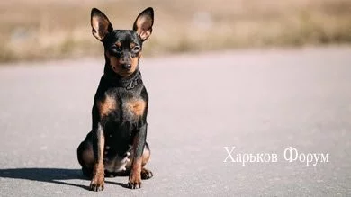 e77cd1dfb56ac340b1c7811.webp
