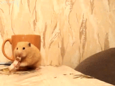 e79da002ef979ad081.gif